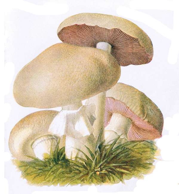 18. Feld-Edelpilz. Feld-Champignon. Ebar.